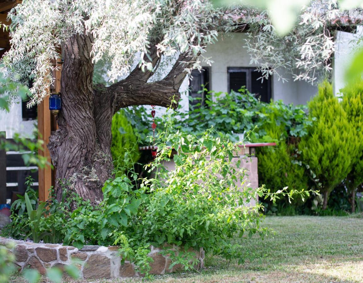 Villa Menie - Golden Fig Sykia Lodge Paralia Sikias Bagian luar foto